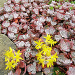 Sedum  spathulifolium - Purpureum - Stonecrop, Sedum