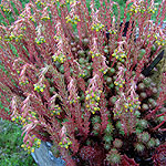 Sedum rupestre