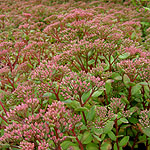 Sedum - Ruby Glow - Ice Plant