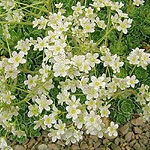 Saxifraga Southside Seedling - Saxifrage