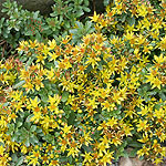 Sedum kamtschaticum - Weihenstephane Gold - Kamchatka Stonecrop