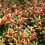 Skimmia japonica - Chilan Choice - Skimmia - 2nd Image