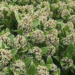 Skimmia japonica - Fragrans - Skimmia