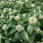 Skimmia - Fragrant Cloud - Skimmia