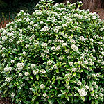 Skimmia japonica - Humpty Dumpty - Skimmia