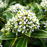 Skimmia japonica - Humpty Dumpty - Skimmia - 2nd Image