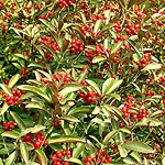 Skimmia japonica - Chilan Choice - Skimmia