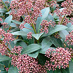 Skimmia Japonica - Rubella - Skimmia