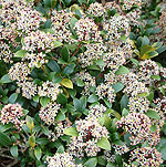 Skimmia japonica - Scarlet Dwarf - Skimmia