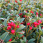 Skimmia japonica - Red Ridinghood - Skimmia