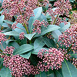 Skimmia Japonica - Rubella - Skimmia - 3rd Image