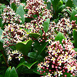 Skimmia Japonica - Rubella - Skimmia - 2nd Image