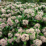 Skimmia Japonica - Ruby Dome - Skimmia