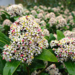 Skimmia Japonica - Ruby Dome - Skimmia - 2nd Image