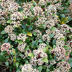 Skimmia japonica - Scarlet Dwarf - Skimmia - 2nd Image