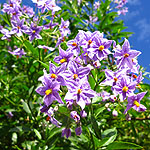 Solanum crispum - Glasnevin - Chilean Potato Tree