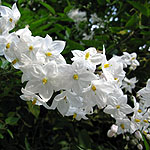 Solanum jasminoides - Album - Potato Vine - 2nd Image