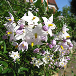 Solanum jasminoides - Album - Potato Vine