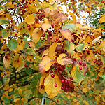 Sorbus alnifolia - 3rd Image