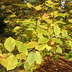 Sorbus alnifolia - 2nd Image