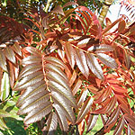 Sorbus commixta - 2nd Image