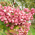 Sorbus hupehensis - 2nd Image