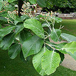 Sorbus aria - Magnifica