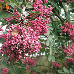 Sorbus hupehensis - Obtusa
