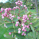 Sorbus oligodonta