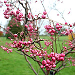 Sorbus pseudovilmorinii