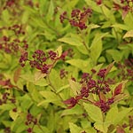 Spiraea japonica - Magic Carpet - Spiraea - 2nd Image