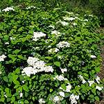 Spiraea media - Spiraea - 2nd Image