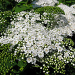 Spiraea media - Spiraea