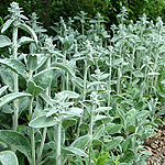 Stachys byzantina - Lambs Ears