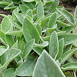 Stachys byzantina - Big Ears - Lambs Ears