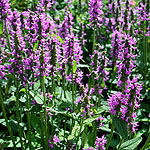 Stachys officinalis - Hummelo - Betony