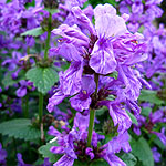 Stachys macrantha