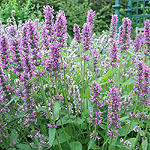 Stachys officinalis - Common Betony