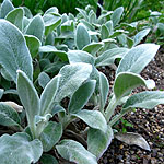 Stachys byzantina - Silver Carpet