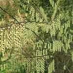 Stachyurus chinensis - Stachyrus