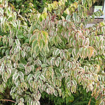 Stachyurus chinensis - Joy Forever - Variegated Stachyrus