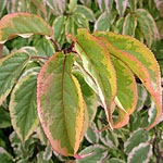 Stachyurus chinensis - Joy Forever - Variegated Stachyrus - 2nd Image