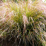 Stipa arundinacea - Stipa - 2nd Image