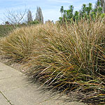 Stipa arundinacea - Stipa