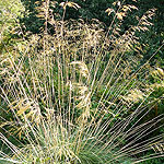 Stipa gigantea - Spanish Oat grass, Stipa