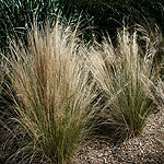 Stipa tenuissima - Wavy Hair grass, Stipa
