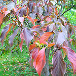 Stuartia pseudocamellia - Stuartia - 2nd Image