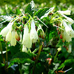 Symphytum - Album - Comfrey - 2nd Image