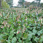 Symphytum grandiflorum - Comfrey, Symphytum