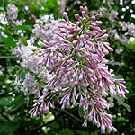 Syringa X prestoniae - Audrey